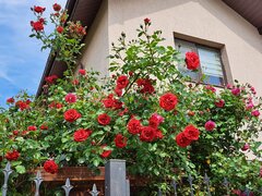 Safirului, Bragadiru, vila P+1, 4 camere, 2 bai, sp. 112 mp, teren 300 mp