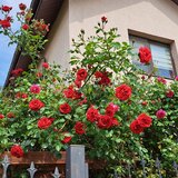 Safirului Bragadiru Vila P+1, 4 camere, 2 bai, sp 112 mp,teren 300 mp